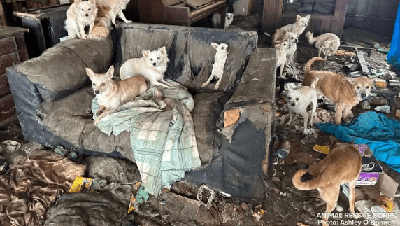 The Animal Rescue Corps responded to calls of move than 75 dogs living in an abandoned home in Dyer, Tennessee. (Animal Rescue Corps)