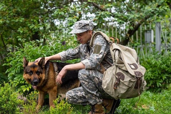The Reasons Why Are German Shepherds Used in The Military