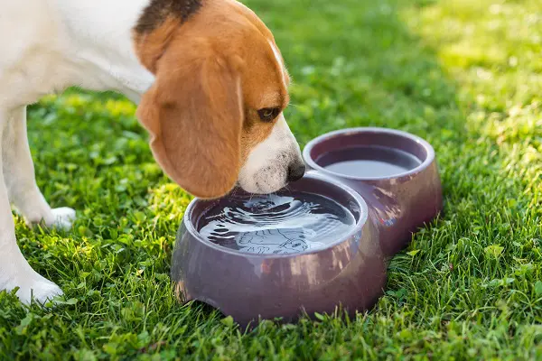 how can you tell when a dog is thirsty