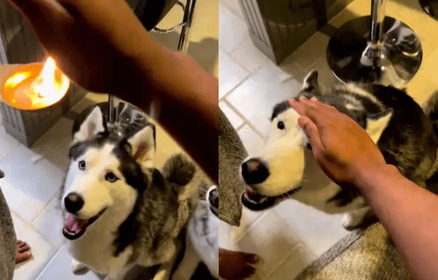 Watch: Huskies Take Blessings from Morning Aarti, People Call Them Sanskari Dogs