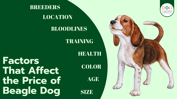 Various Factors That Affect the Price of Beagle Dog