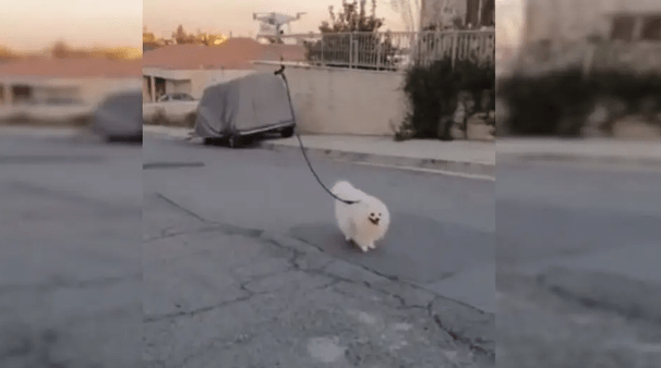 Watch A Pet Dog Goes For A Walk With A Drone