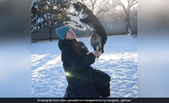 Watch Dog's Remarkable Tricks While Playing in The Snow
