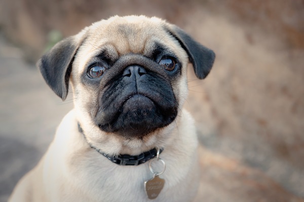 Why Pugs Need Extra Protection