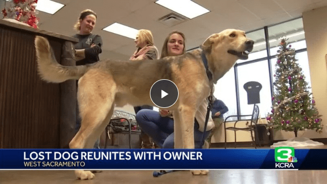 Zeppelin The Dog, Reunites with Its Owner After Disappearing 14 Months Ago