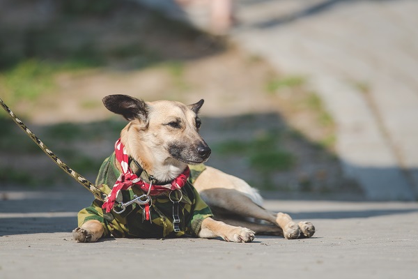 Quân đội Hàn Quốc cho nghỉ hưu chó trinh sát Dalgwan, nổi tiếng với việc tìm kiếm một cô gái mất tích vào năm 2019