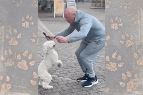 Dog Sets Guinness World Record for Most Skips On Hind Legs in 30 Seconds