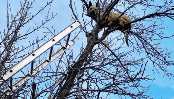 Dog Stuck in The Treetop Rescued by Firefighters
