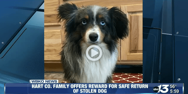 Hart County Family Offers Reward for The Safe Return of a Stolen Dog