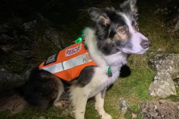 Rescue Dog Isla Was Praised For Finding A Couple In Scafell Pike Gully