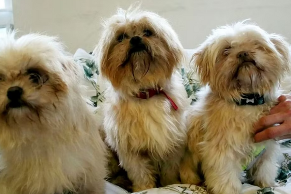 Over 90 Shih-Tzus Were Rescued