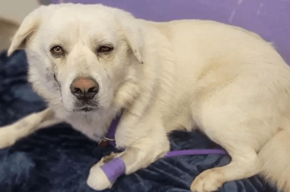 Stray Dog Shot Over 4 Times Is Almost Ready for Adoption in Texas