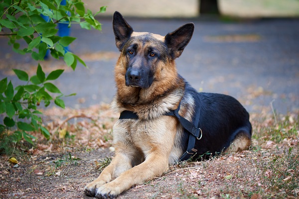 The Most Popular German Shepherd Dog Names