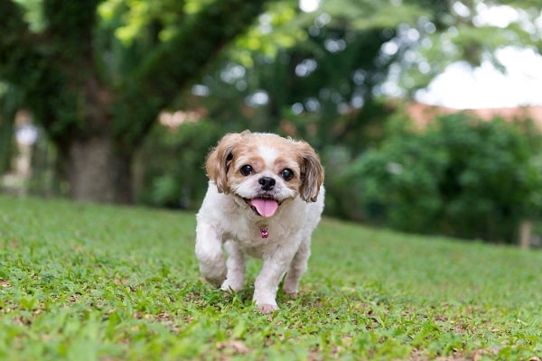 The Reason Why Some Small Dogs Have the Napoleon Syndrome