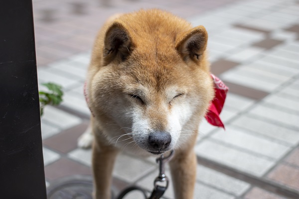 The Top 9 Most Distinctive Dog Breeds from Japan