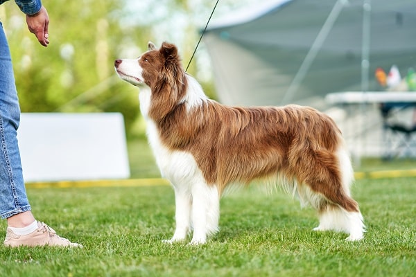 Top 13 Dog Breeds for Active Owners (With Pictures)