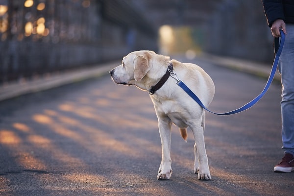 Ultimate Guide to Best Dog Leash