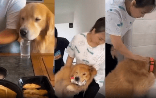 Watch: Video of A 'Drunk Dog' Causing Drama Takes Over the Internet |  DogExpress
