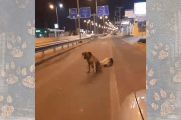 Watch Greek Stray Dog Stands Guard by His Fallen Friend