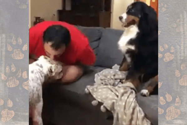 Watch Jealous Dog Has the Most Dramatic Reaction Ever as Human Kisses Another Pup