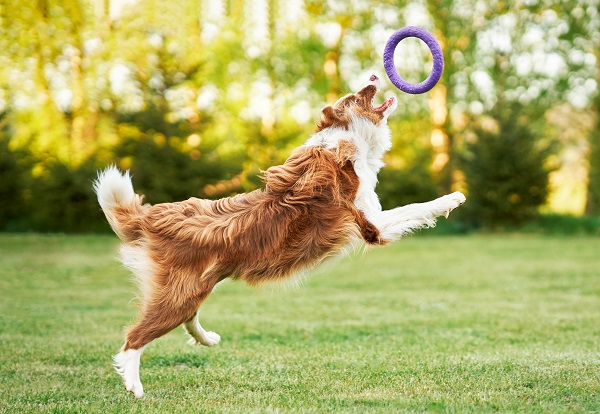 What are the Essential Tools for Dog Training