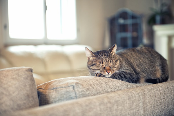 Why Do Cats Sleep So Much? - 7 Reasons