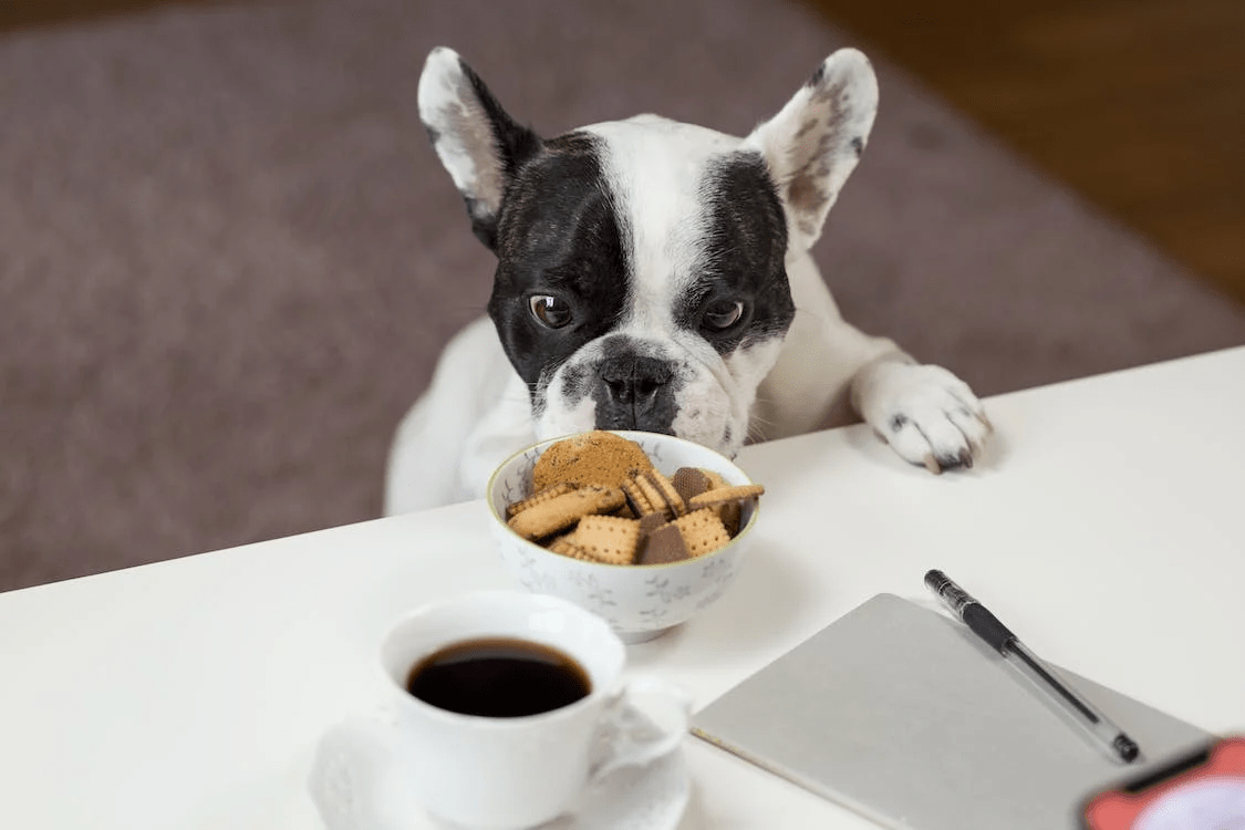 6 Tasty Ways To Reward Your Dogs