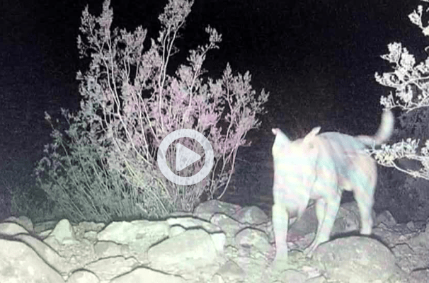 Watch: A White Dog Abandoned in The Desert Found Living with A Coyote Group