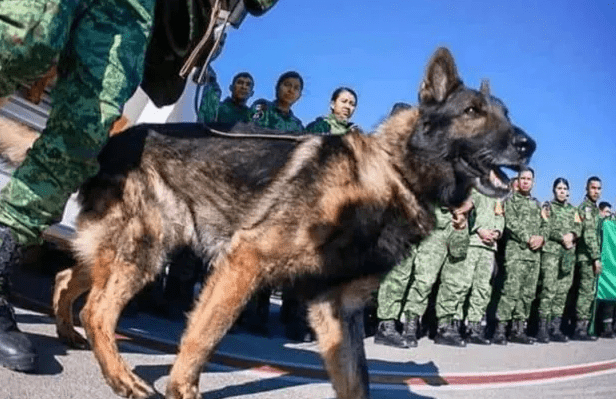 Brave-Mexican-Rescue-Dog-Proteo-Dies-After-‘Being-Crushed-by-Rubble-In-Turkey.png