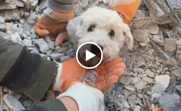 Dog Rescued from Rubble in Turkey After the Earthquake