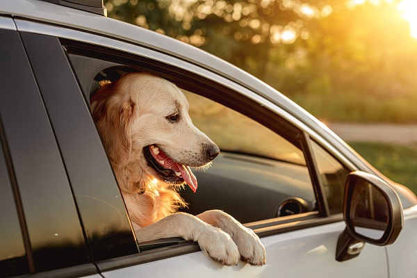 Dogs' Head Out of the Car Window Could Be Banned in Florida