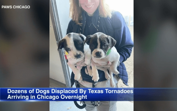 Dogs from The Houston Area Shelter On the Way to Paws Chicago