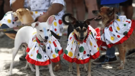 Dogs in Costumes Take Part in Brazil’s Carnival Street Party