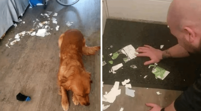 Football Fan Puts 'Dog On Sale' After It Eats Carabao Cup Final Tickets