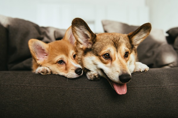 Guide to Finding the Best Pet-Friendly Apartments in Texas