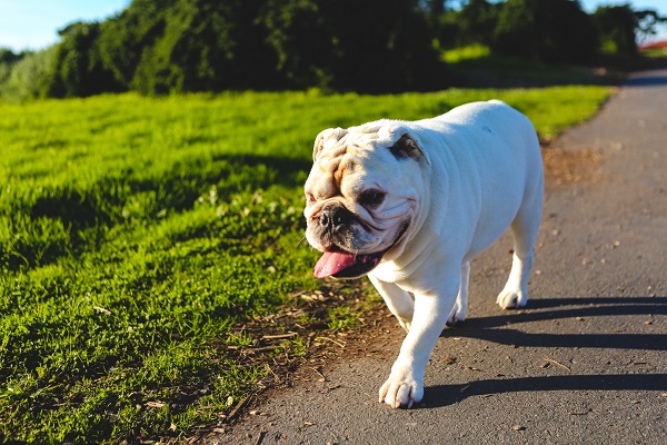 Is a Bulldog Right for You A Comprehensive Guide