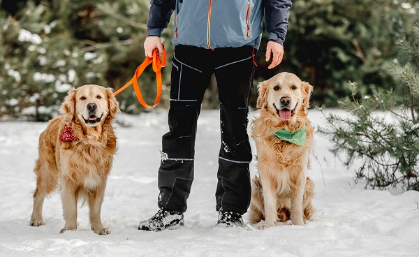 Keeping Your Dogs Safe and Healthy During Winter