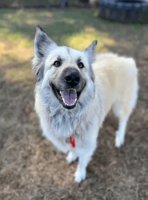 Lilo, a 4-year-old German shepherd-Great Pyrenees mix