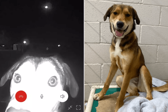 Lost Dog in Texas Finds Her Way to Former Shelter and Rings the Doorbell for Help