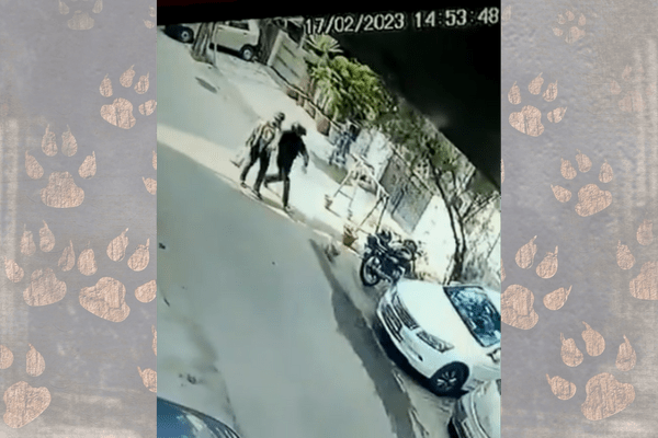 Man Steals Pet Dog in Delhi, Cops Crack Case in 15 Hours