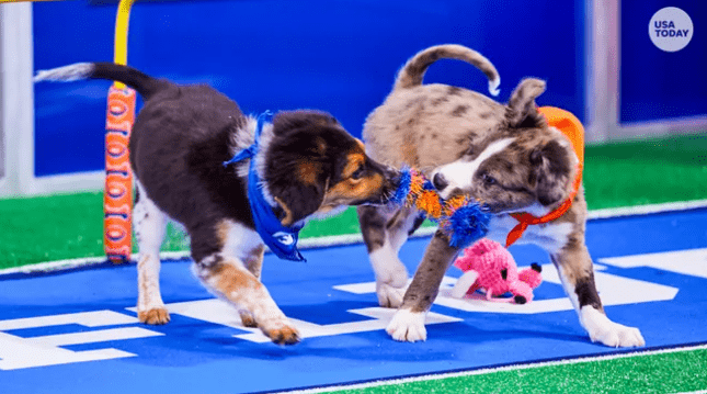 Gặp gỡ chú chó Rhode Island sinh ra với 2 chân được chuẩn bị đóng vai chính trong Puppy Bowl