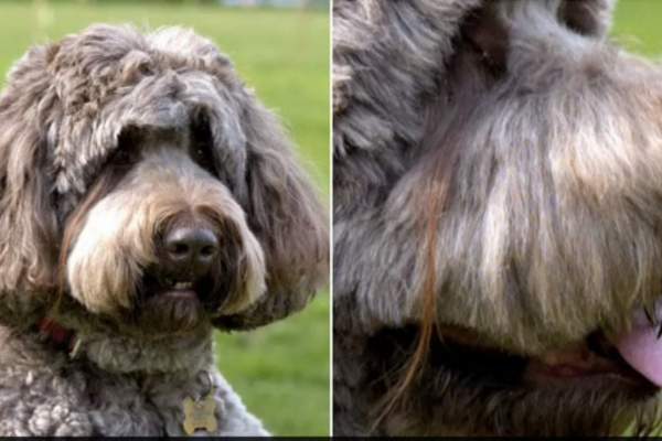 Chú chó đến từ Mỹ lập kỷ lục Guinness thế giới về bộ lông mi dài nhất 7 inch