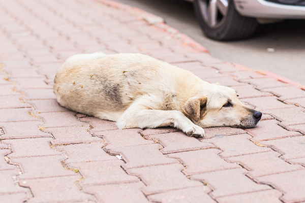 Kinh dị ở Jaipur: Con chó hoang bị một nhóm đàn ông ở Sodala đánh đập dã man đến chết