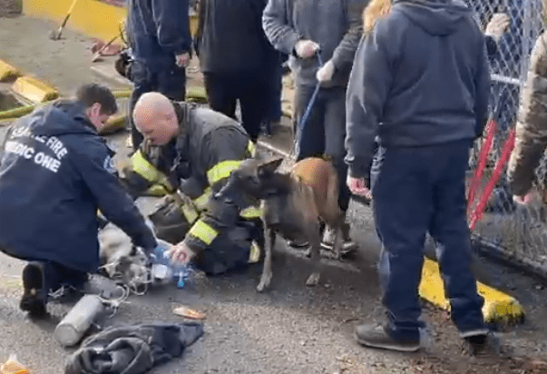 Seattle Firefighters Rescued Over 100 Dogs from A Fire at Dog Daycare