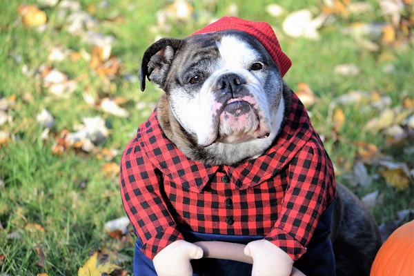 Trang phục chó bulldog Anh tốt nhất dành cho các cặp đôi: Trang phục phù hợp cho bạn và chú chó của bạn