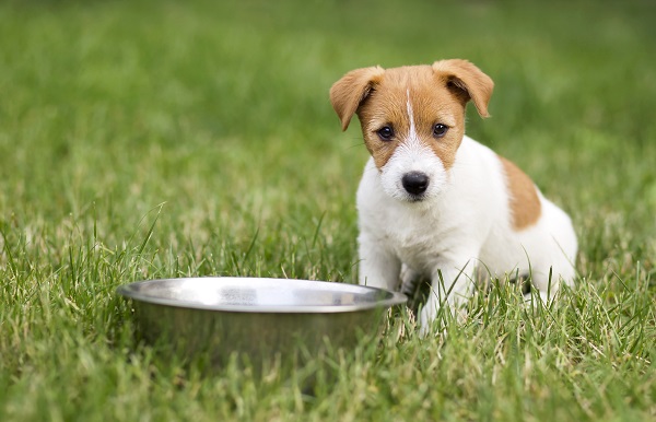 What Should a Puppy Eat? - All About Puppy Food