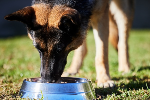 12 Foods That You Should Give to Your German Shepherd
