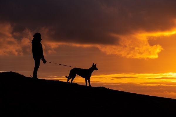 9 Tips to Walk Your Dog Safely at Night