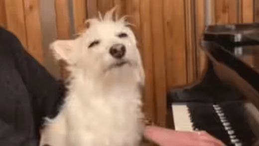 Anand Mahindra Shares a Video of a Dog Enjoying Hooman Playing Piano