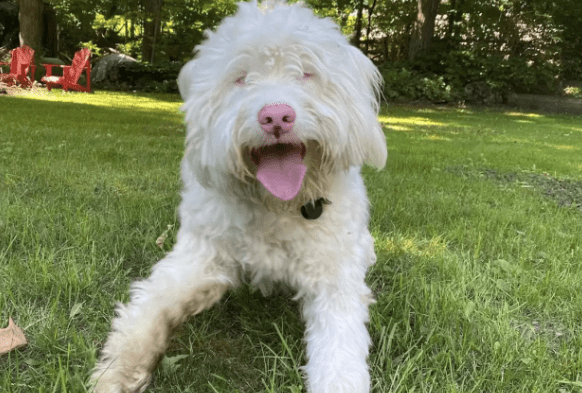 Blind and Deaf Dog Has Sweetest Reaction After Suddenly Smells a Familiar Scent-min